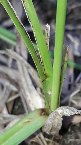 Cyperus aggregatus, photograph 5