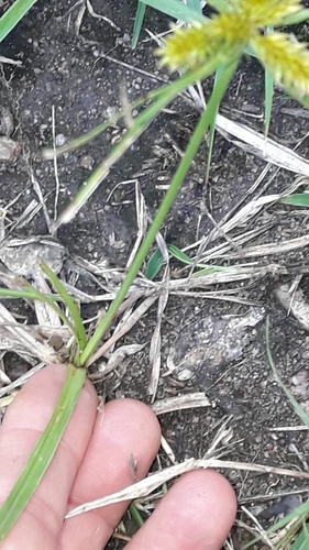 Cyperus aggregatus, photograph 6
