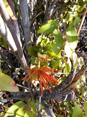 Tristerix corymbosus