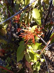 Tristerix corymbosus