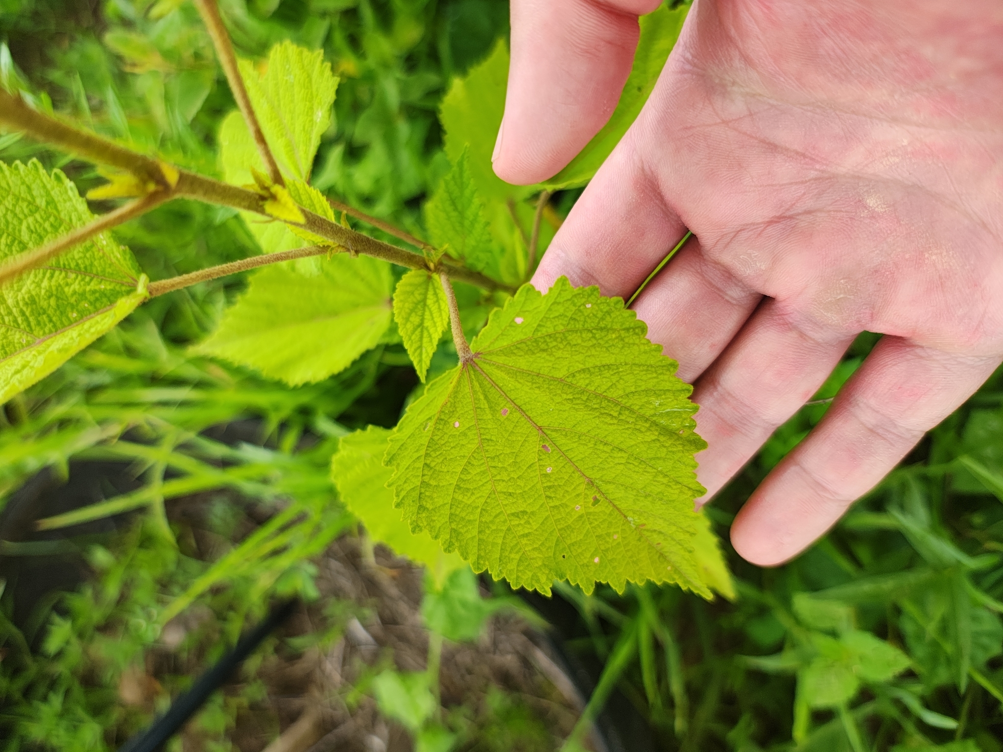 Sidastrum paniculatum