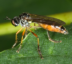Dioctria