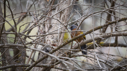 Chestnut-crowned Laughingthrush