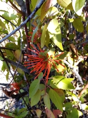 Tristerix corymbosus