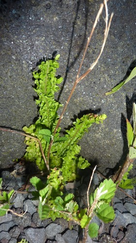 Nephrolepis abrupta image