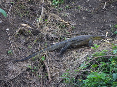 Varanus niloticus