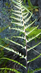 Aleuritopteris farinosa