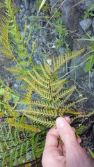 Aleuritopteris farinosa