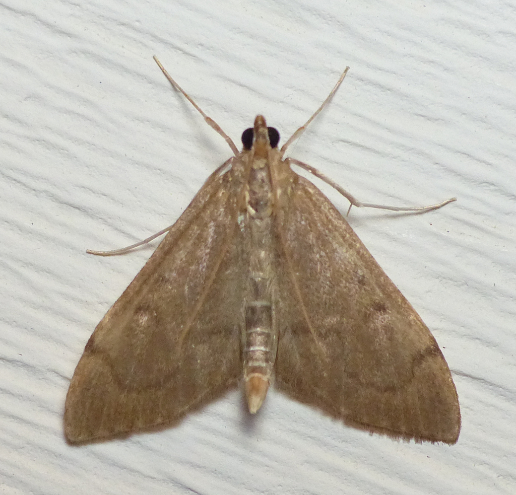 Anania mysippusalis