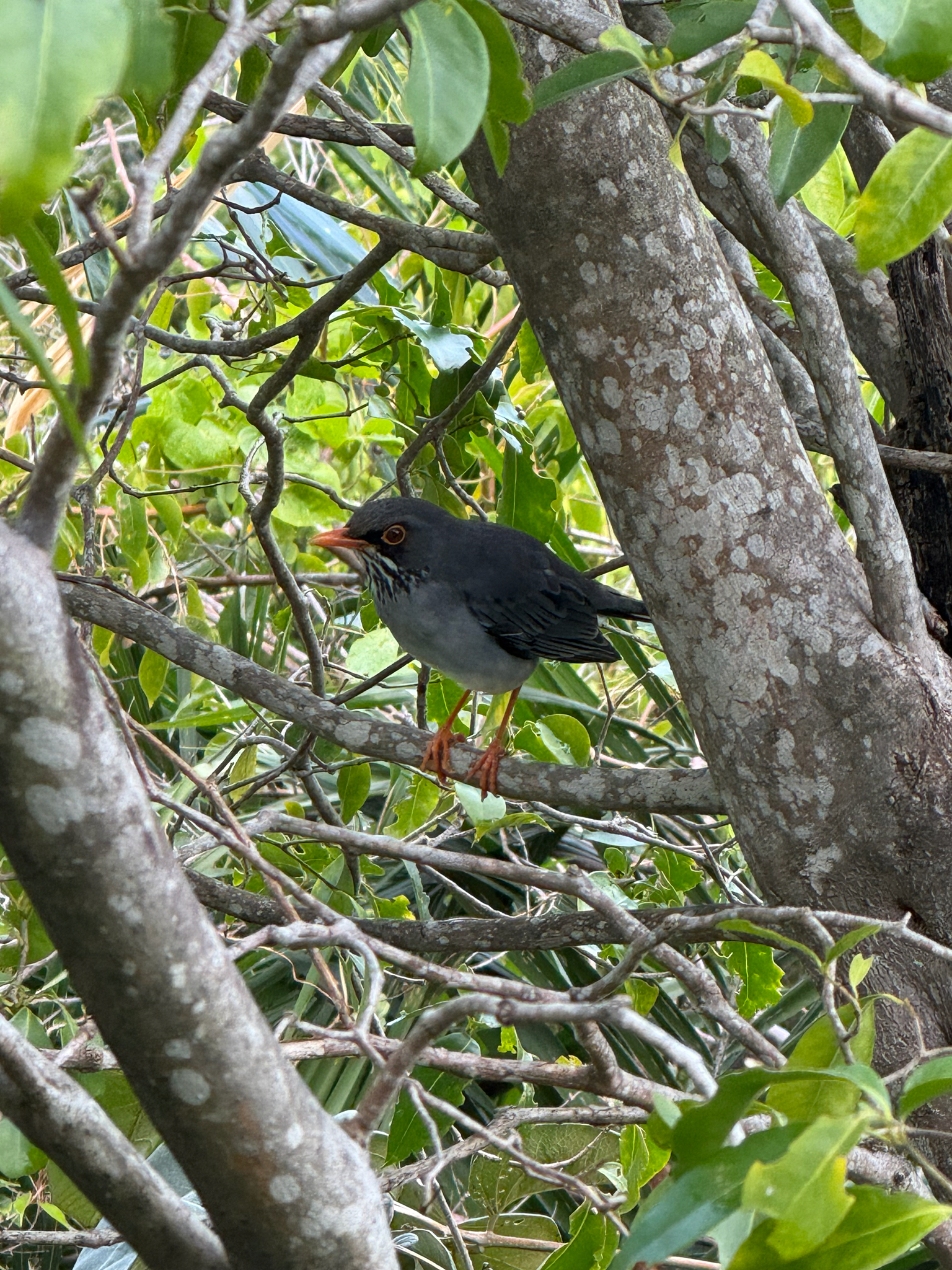 Eastern Red-legged Thrush (Turdus ardosiaceus), photo 6