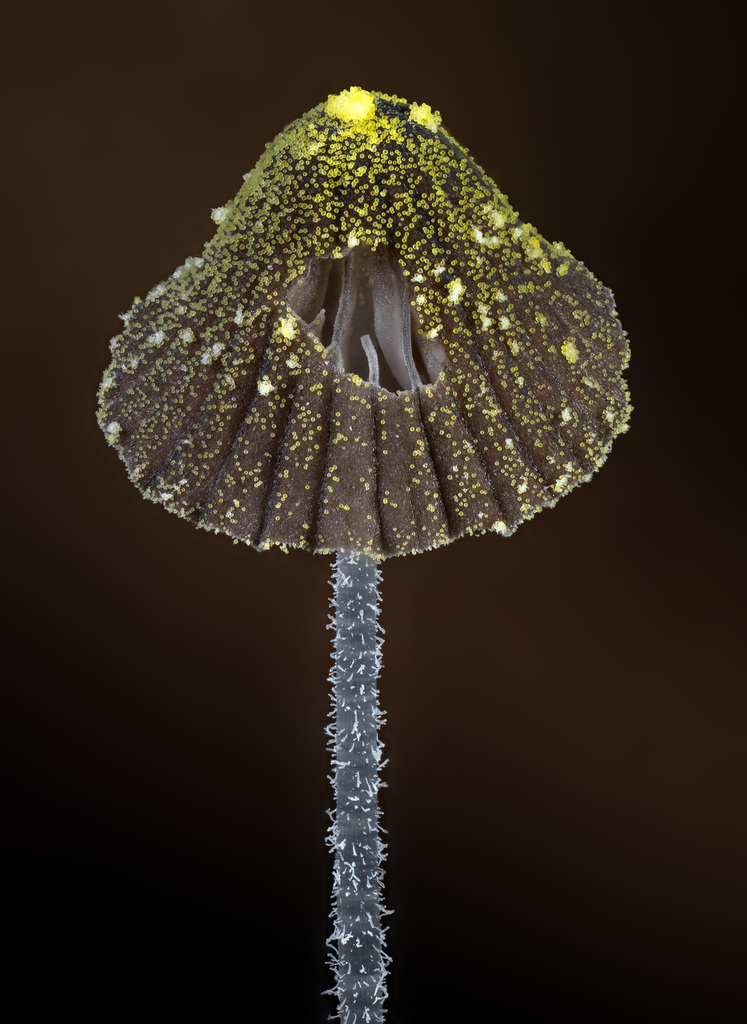 Mycena chloroxantha · February 2026 · photo: © alan_rockefeller (iNaturalist, cc-by-sa)