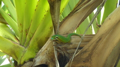 Phelsuma inexpectata