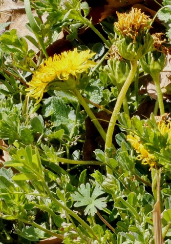 Taraxacum platycarpum, photograph 2