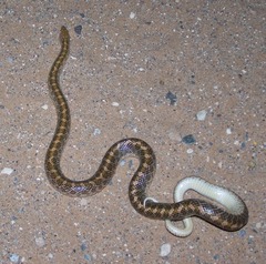 Arizona elegans philipi