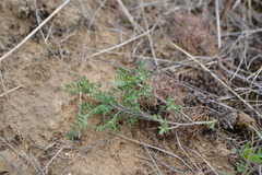 Astragalus varius