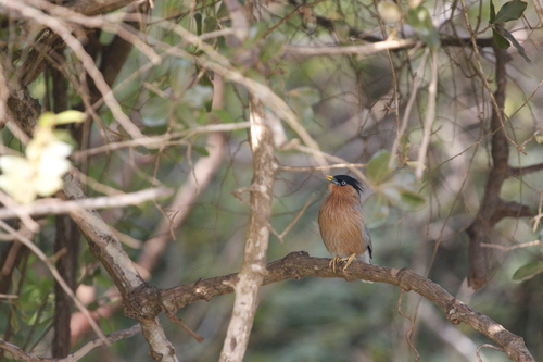 Brahminy Starling (Sturnia pagodarum), photo 4