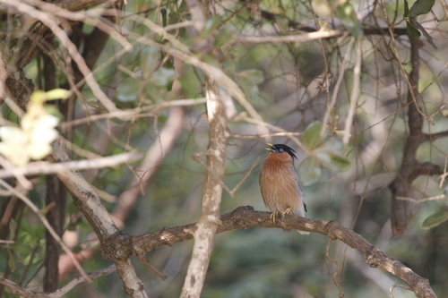 Brahminy Starling (Sturnia pagodarum), photo 5