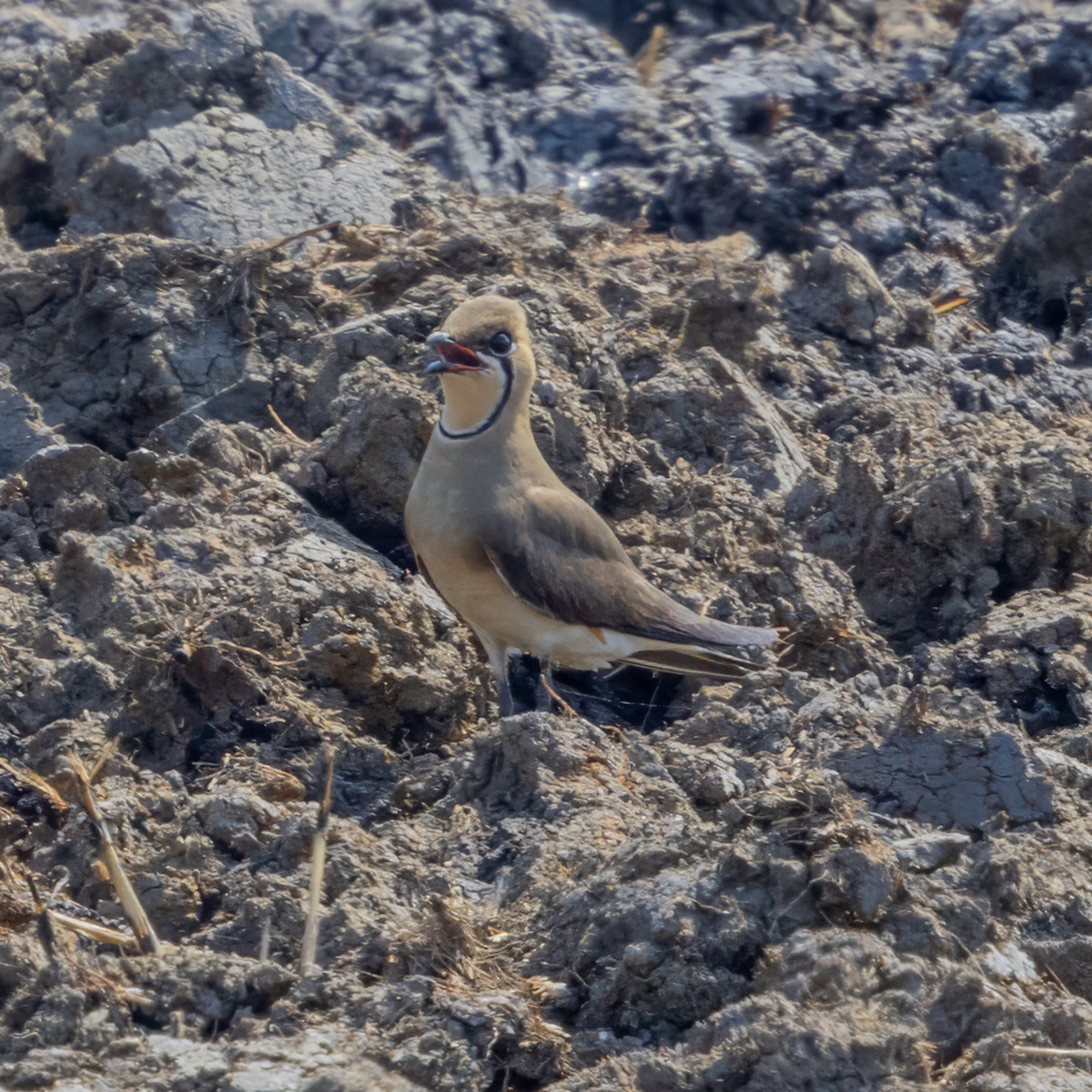 Oriental Pratincole (Glareola maldivarum), photo 3
