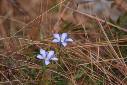 Pine Barren Gentian (Gentiana autumnalis)