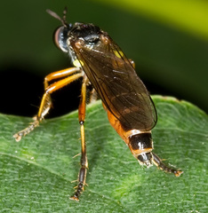 Dioctria