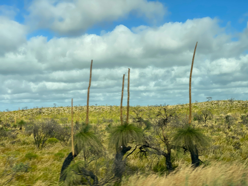 Balga (Xanthorrhoea preissii)