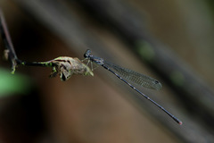 Melanesobasis flavilabris