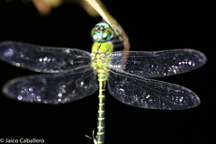 Coryphaeschna adnexa