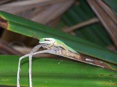 Phelsuma inexpectata