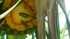 Phelsuma inexpectata