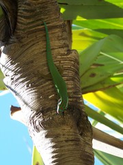 Phelsuma inexpectata