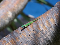 Phelsuma inexpectata