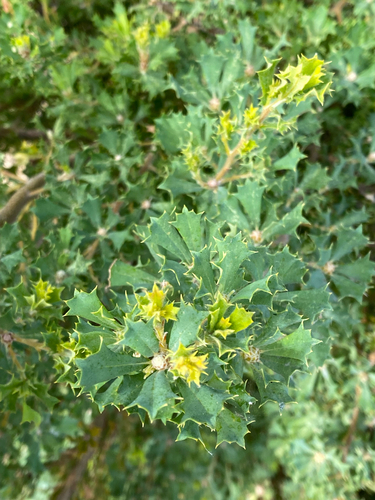 Parrot Bush (Banksia sessilis)