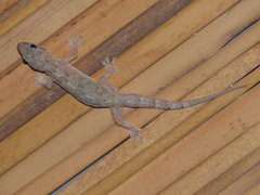 Hemidactylus mabouia