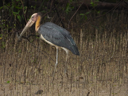 Leptoptilos javanicus
