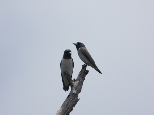 Artamus leucorhynchos