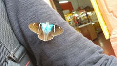 Astraptes fulgerator