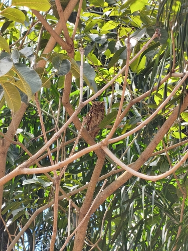 Tropical Screech-Owl