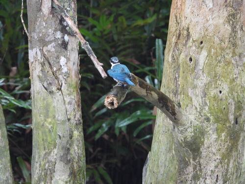 Todiramphus chloris
