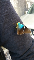 Astraptes fulgerator