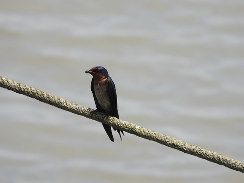 Hirundo javanica