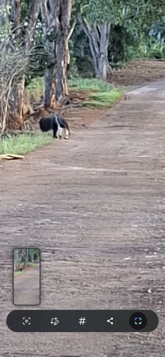 Giant Anteater