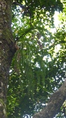 Phlegmariurus squarrosus