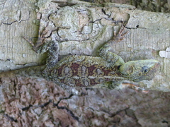 Acanthocercus atricollis