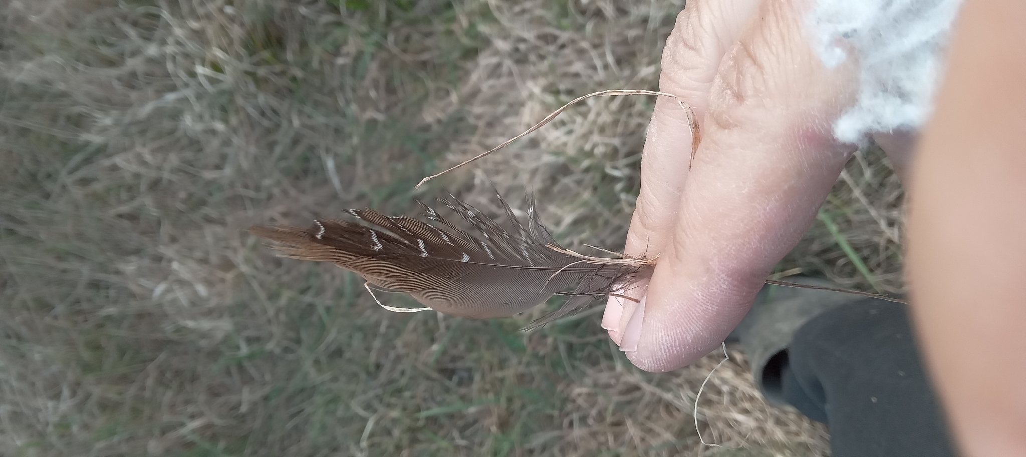 Spotted Crake (Porzana porzana), photo 4