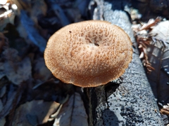 Polyporus mcmurphyi