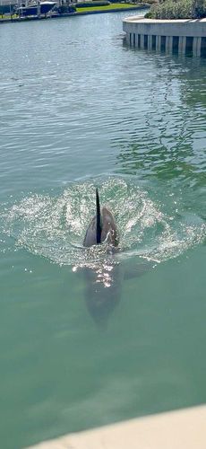 Common bottlenose dolphin