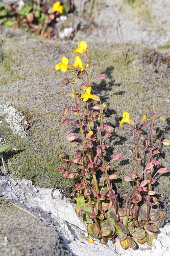 Yellowstone Monkeyflower (Erythranthe thermalis)