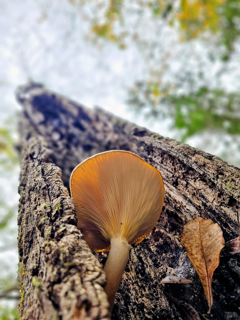 Pleurotus levis · January 2026 · photo: © shawnsoter (iNaturalist, CC)
