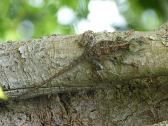 Acanthocercus atricollis