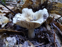Russula densifolia